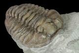 Long, Partially Enrolled Flexicalymene Trilobite - Mt Orab, Ohio #137507-1